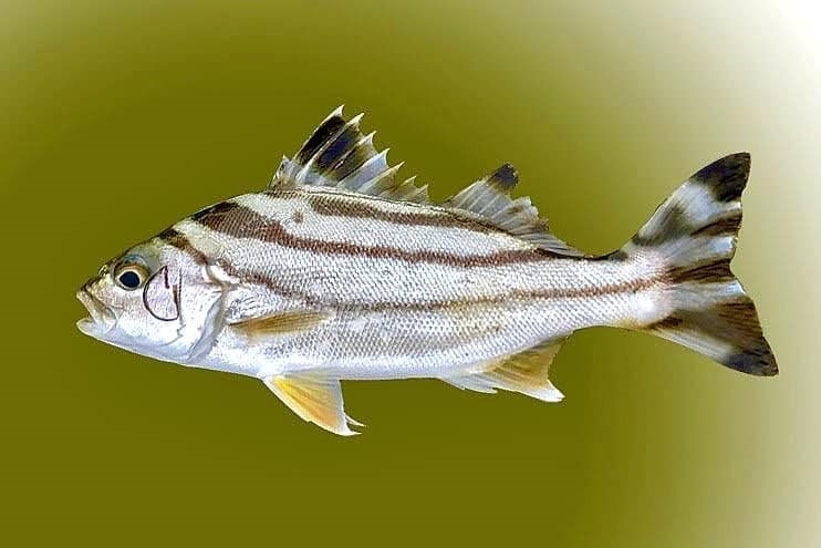 Thân phủ màu trắng bạc, có hai sọc đen là đặc điểm dễ nhận dạng của cá căn. Ảnh: Internet