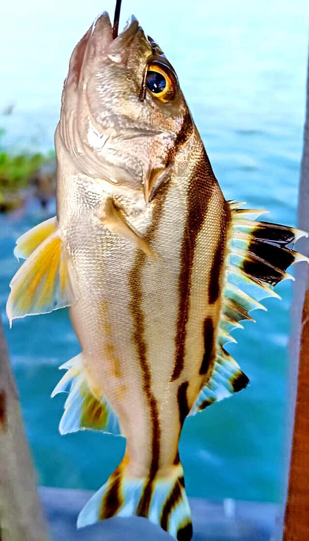 Trên chợ mạng, cá căn sông giá khoảng 150.000 đồng/kg. Trong khi đó, cá căn biển giá 250.000 đồng/kg nhiều người đặt mua nhưng số lượng hạn chế. Ảnh: Facebook