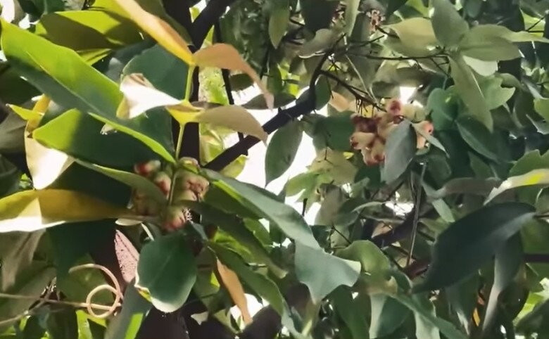 Cây mận chi chít quả trên cành, "ngon xuất sắc". Ảnh chụp màn hình