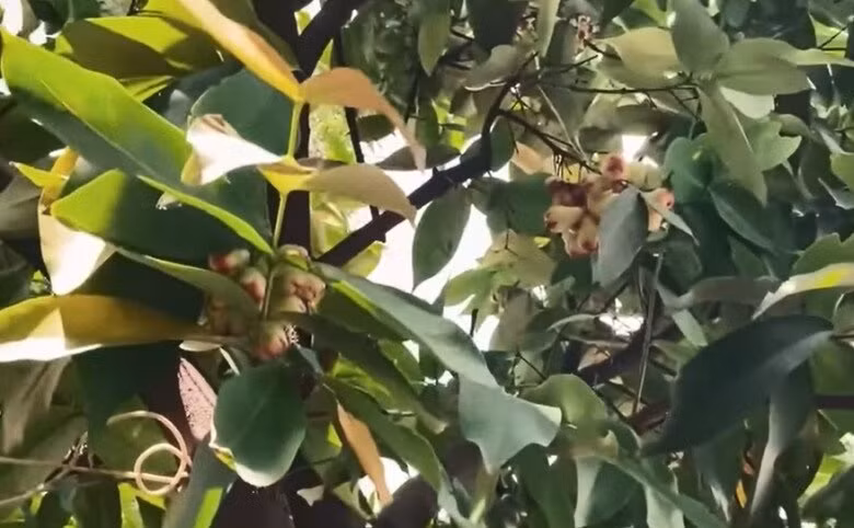 Cây mận chi chít quả trên cành, "ngon xuất sắc". Ảnh chụp màn hình