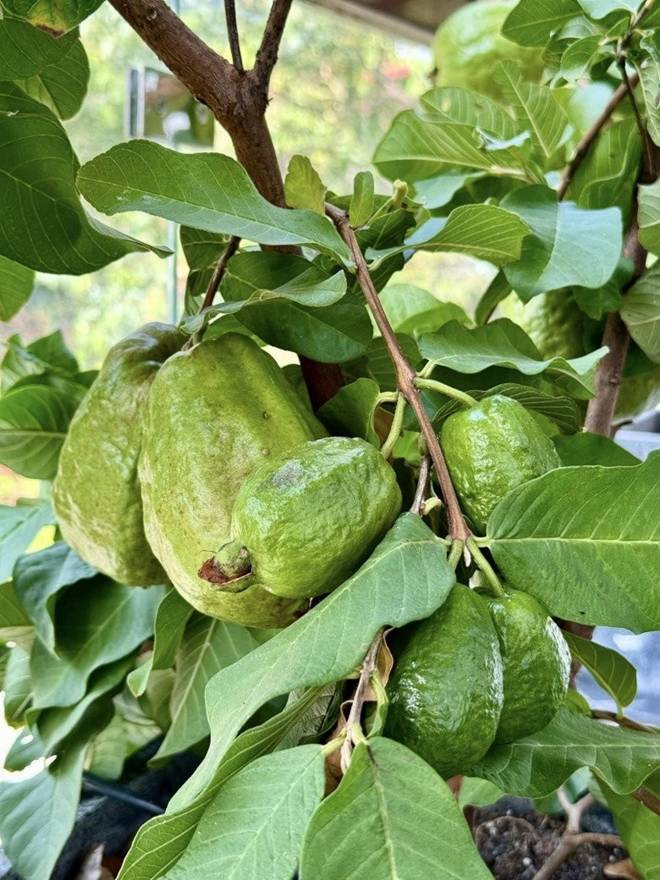 Ổi sai trĩu cành. Ảnh: FB Trịnh Kim Chi