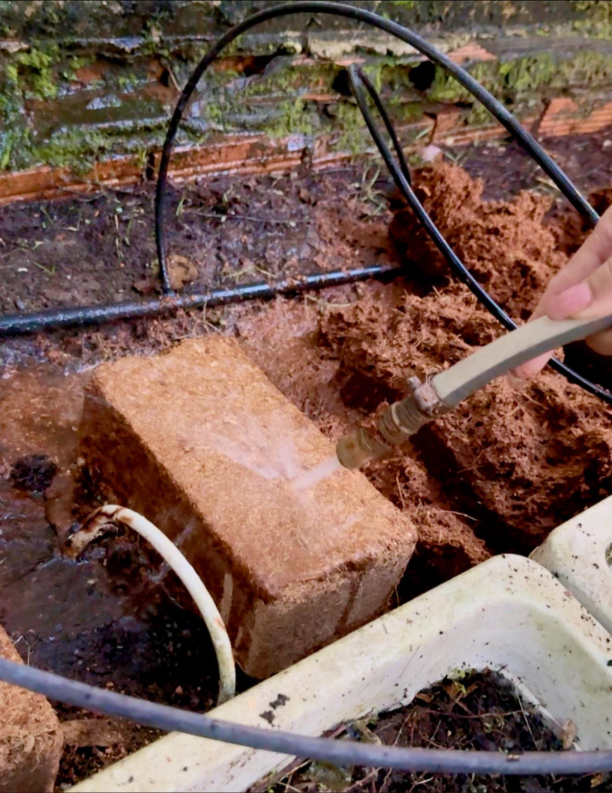 Khu vườn có hệ thống tưới nước tự động với các đầu nhỏ giọt giúp đất giữ ẩm tốt, tiết kiệm công chăm sóc. Ảnh: FB Trịnh Kim Chi