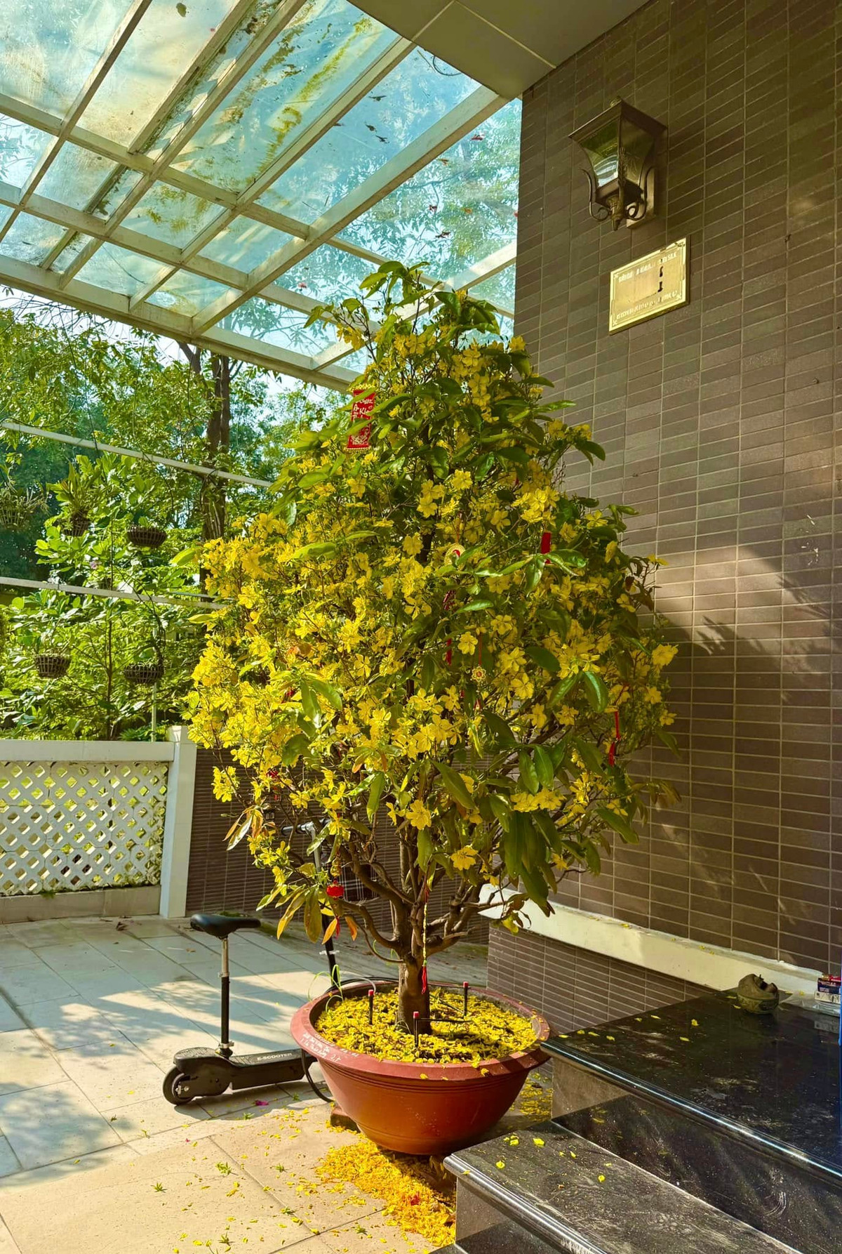 Sân vườn rực rỡ mai vàng ngày Tết. Ảnh: FB Trịnh Kim Chi