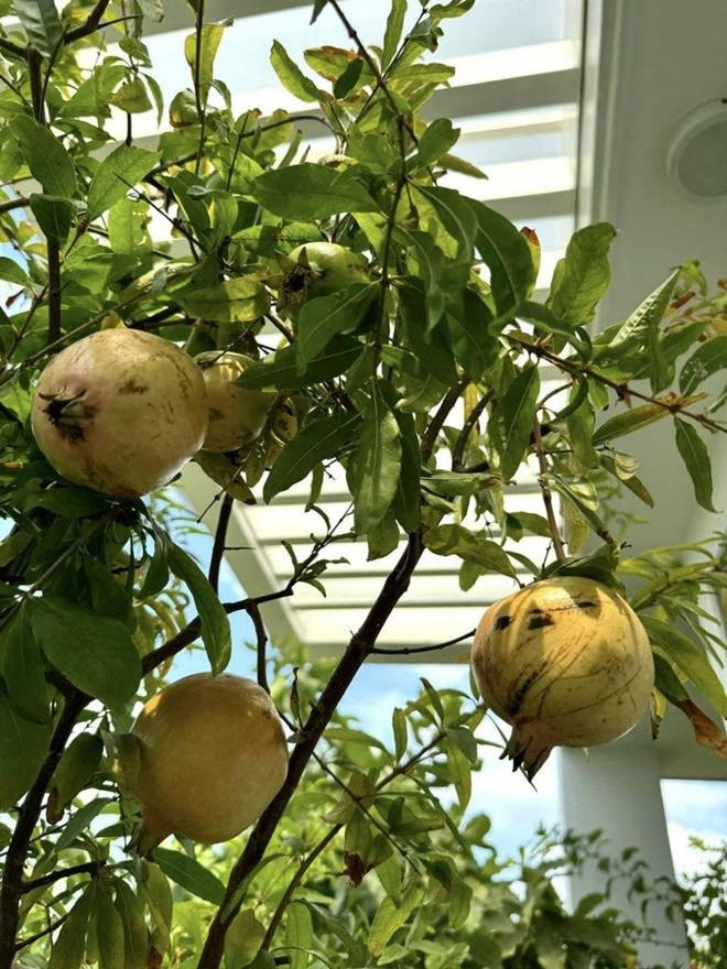 Lựu cũng cho nhiều trái. Ảnh: FB Trịnh Kim Chi