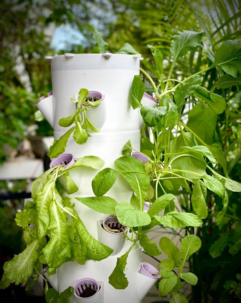 Các loại rau xanh như rau cải, rau thơm...được trồng trong khay nhựa dài hoặc thủy canh gọn gàng. Ảnh: FB Trịnh Kim Chi