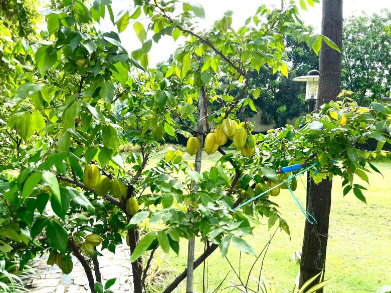 Ngoài rau xanh, khu vườn còn rất nhiều các loại cây ăn trái. Ảnh: FB Trịnh Kim Chi