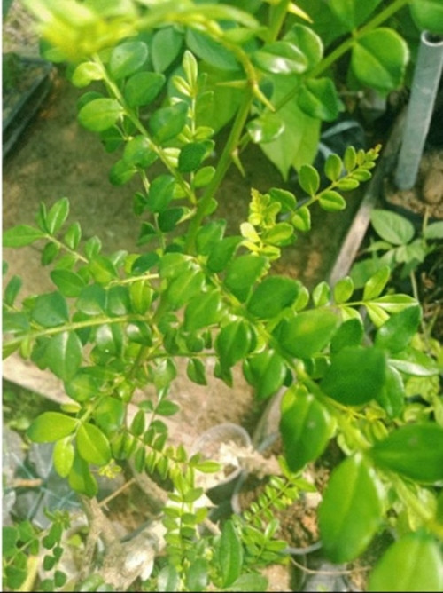 Loài cây này vốn mọc bờ bụi trong rừng, không ai mấy quan tâm. Chúng được dùng để làm gia vị tẩm ướp thịt. Ảnh: Internet