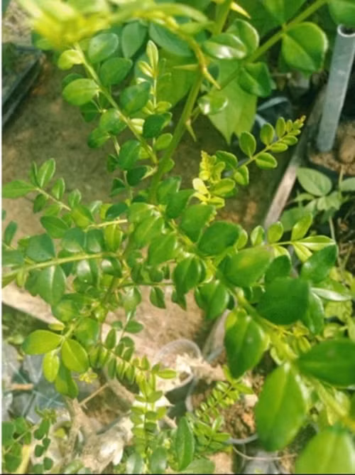 Loài cây này vốn mọc bờ bụi trong rừng, không ai mấy quan tâm. Chúng được dùng để làm gia vị tẩm ướp thịt. Ảnh: Internet