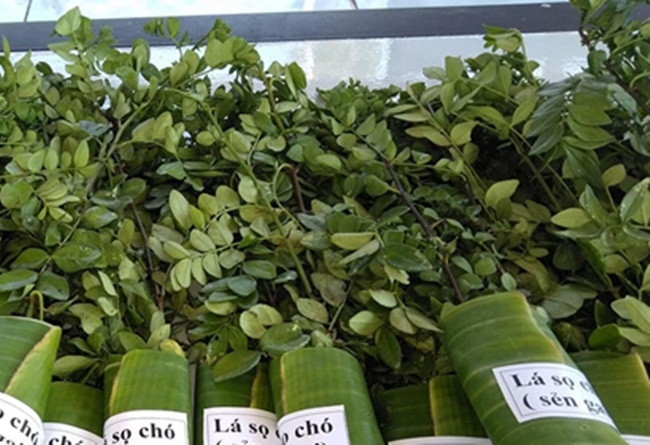 Tuổi thọ của cây sọ chó trung bình từ 2-3 năm, 5 cây lá tươi sẽ được 1 kg lá khô. Trên thị trường, giá bán lá tươi khoảng 350.000 đồng/kg, lá khô khoảng 800.000 đồng/kg. Ảnh: Dân Việt