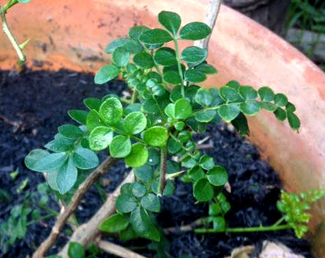 Lá cây sọ chó càng già càng cứng thì càng đậm vị, thơm hơn hẳn so với lá non. Ảnh: Facebook