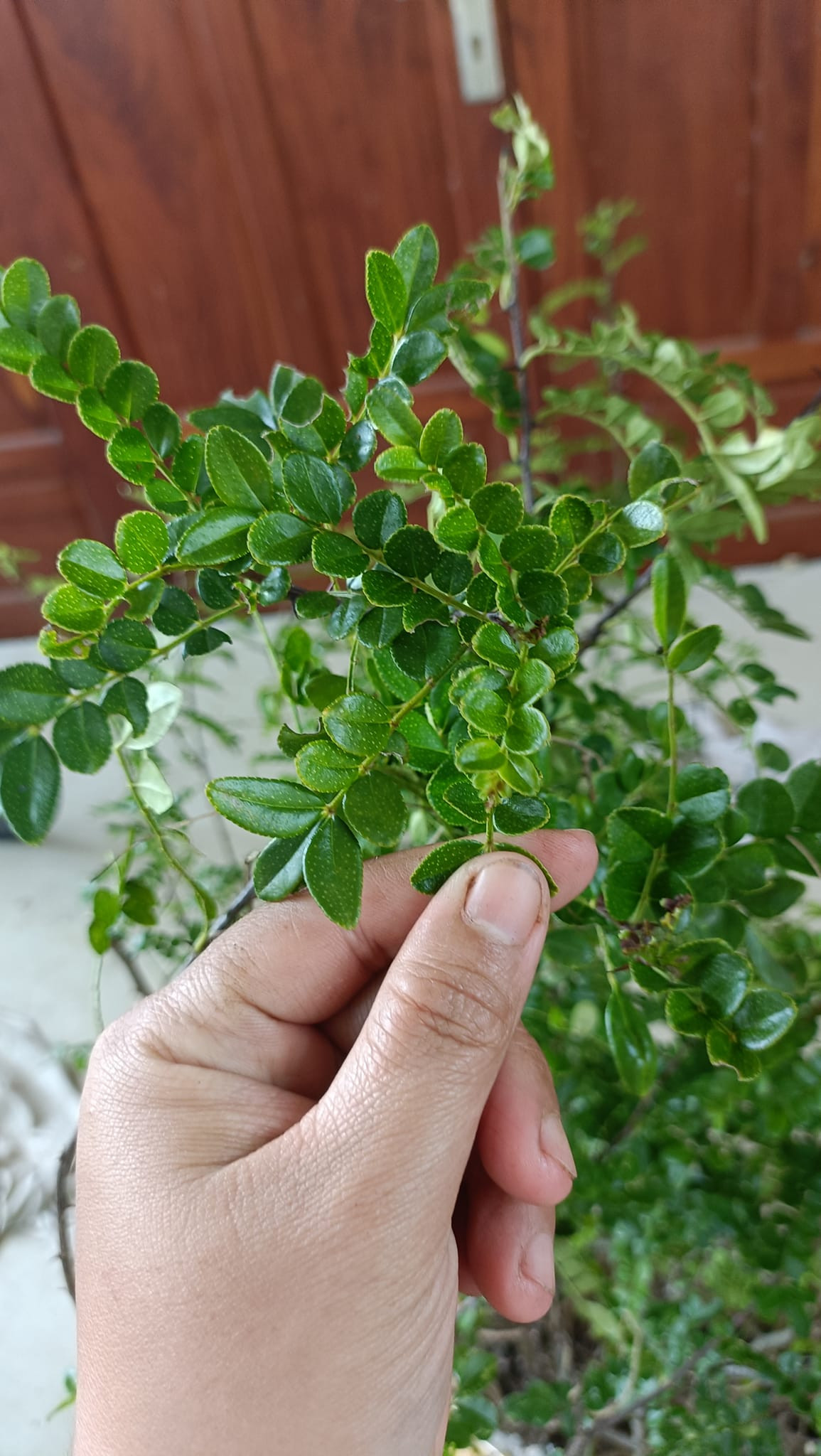 Lá cây sọ chó màu xanh bóng, sẫm màu, kích thước nhỏ bằng đầu ngón tay, cành lá có nhiều gai. Ảnh: Facebook