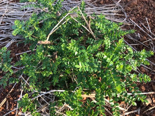  Cây sọ chó là loài cây mọc dại ở núi rừng thuộc các tỉnh miền Trung. Ảnh: Internet