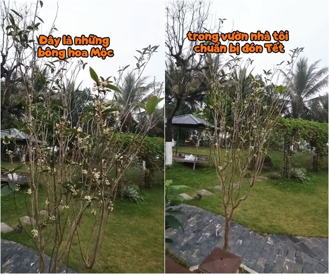 Bên cạnh đó, trong vườn còn có cây mộc hay còn gọi "vua của các loài hoa thơm". Ảnh chụp màn hình