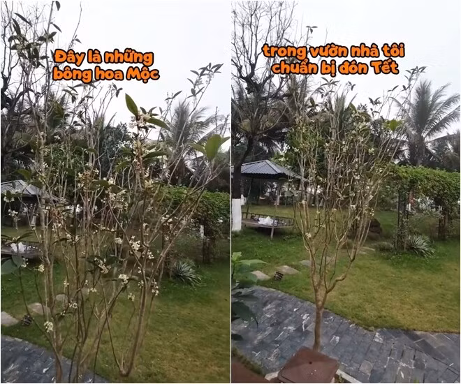 Bên cạnh đó, trong vườn còn có cây mộc hay còn gọi "vua của các loài hoa thơm". Ảnh chụp màn hình