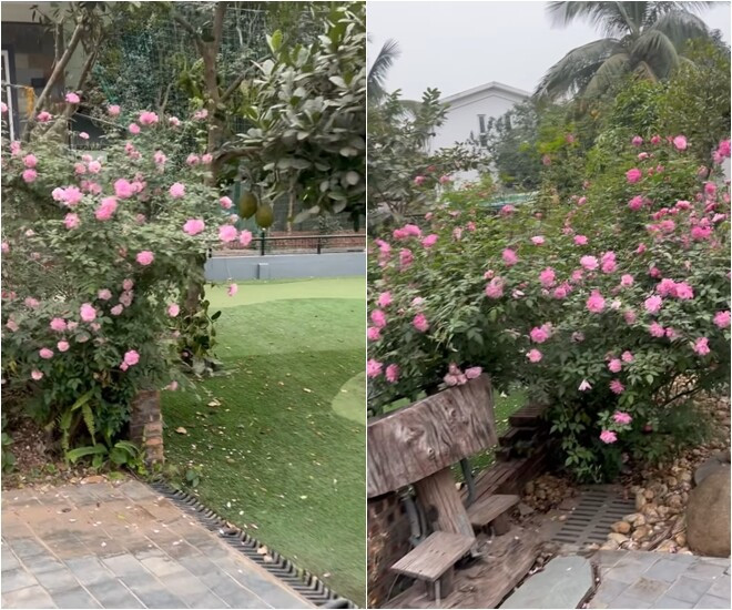 Góc sân vườn có chiếc ghễ gỗ mộc mạc, đặt cạnh rặng hồng. Ảnh chụp màn hình