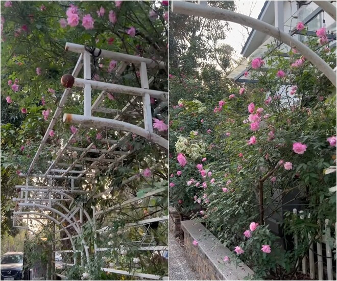 Cổng vào nhà là vòm hoa hồng leo rực rỡ. Ảnh chụp màn hình