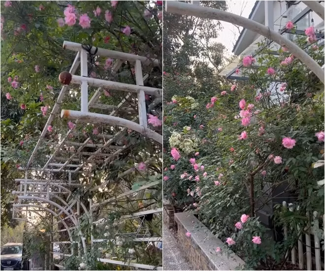 Cổng vào nhà là vòm hoa hồng leo rực rỡ. Ảnh chụp màn hình