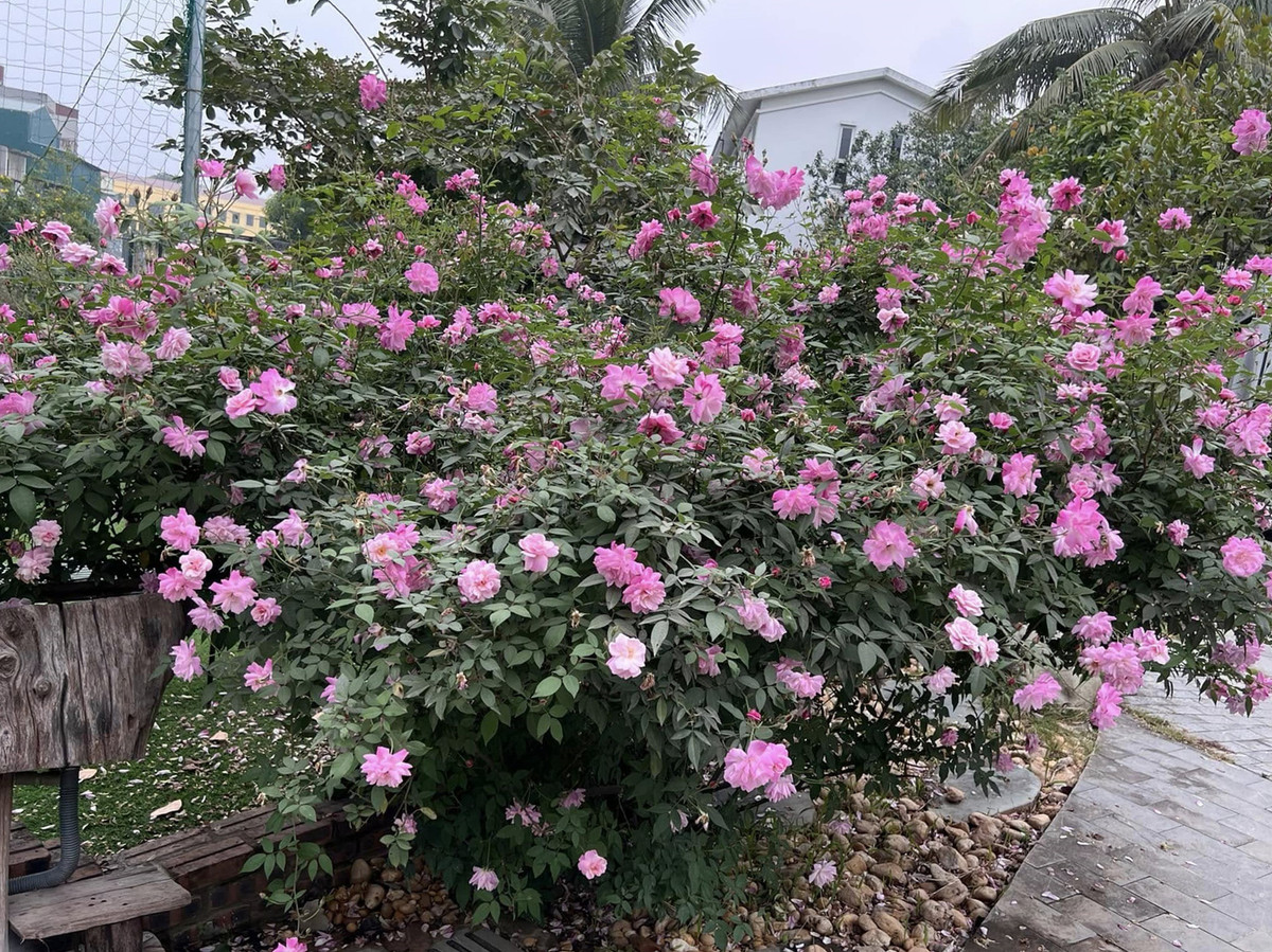 Ở bên ngoài, khu vườn nhà nghệ sĩ Xuân Bắc rực rỡ với nhiều khóm hồng nhung, hồng leo, hồng bạch... nở rộ. Ảnh: FBNV