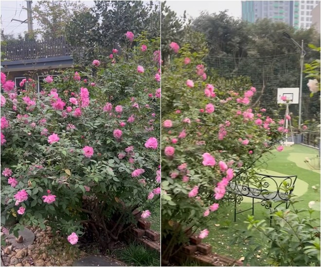 Từng khóm hồng bung nở như chào đón mùa xuân đến. Ảnh chụp màn hình