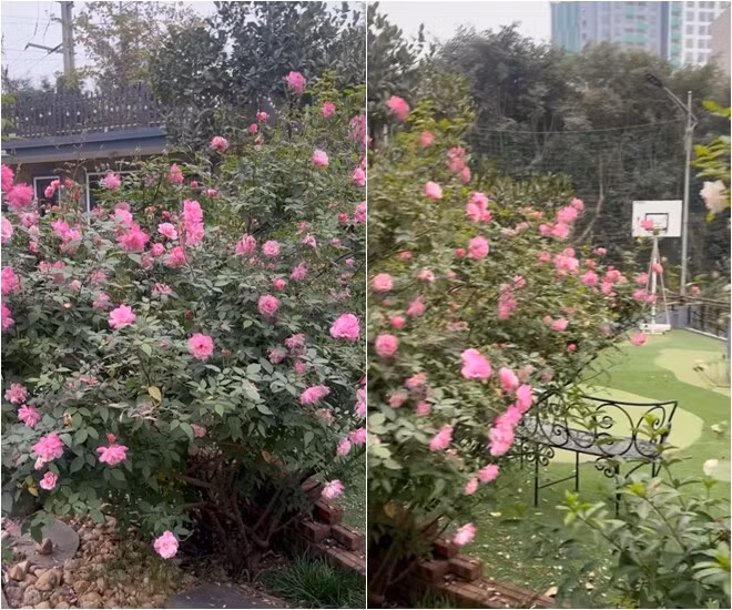 Từng khóm hồng bung nở như chào đón mùa xuân đến. Ảnh chụp màn hình