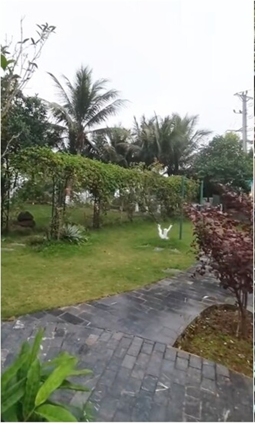 Con đường lát đá mộc mạc uốn lượn giữa thảm cỏ xanh mướt. Ảnh chụp màn hình