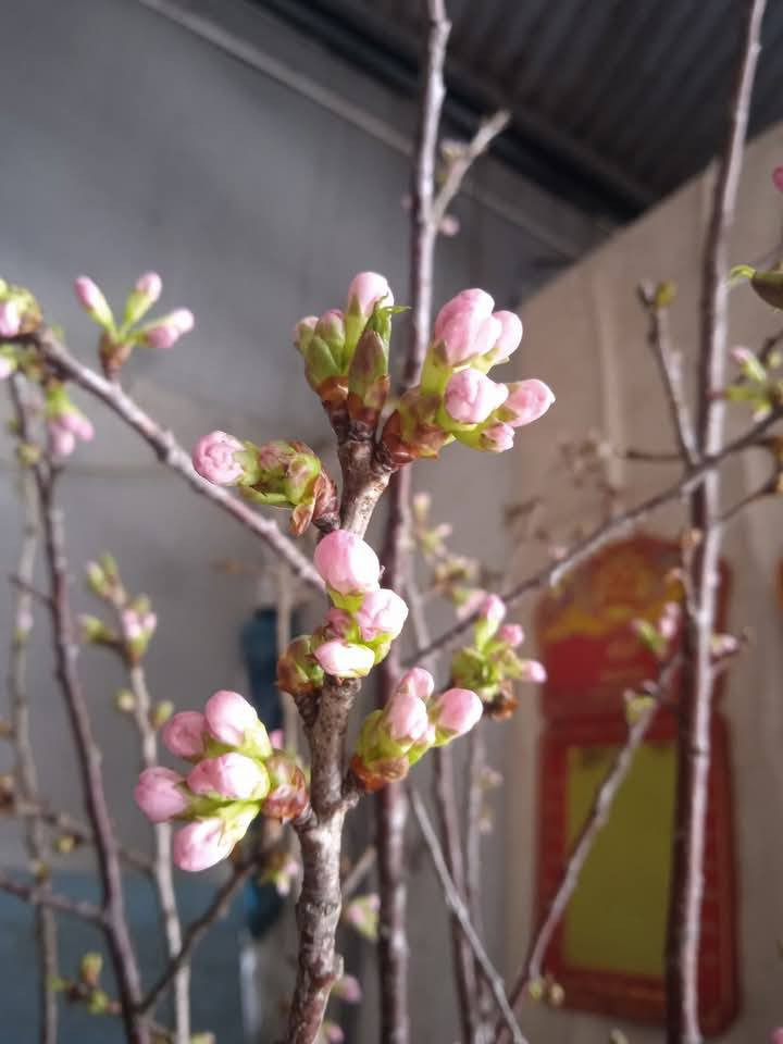 Mai anh đào có giá từ 90.000 - 110.000/bó (từ 7 - 10 cành). Ảnh: Facebook