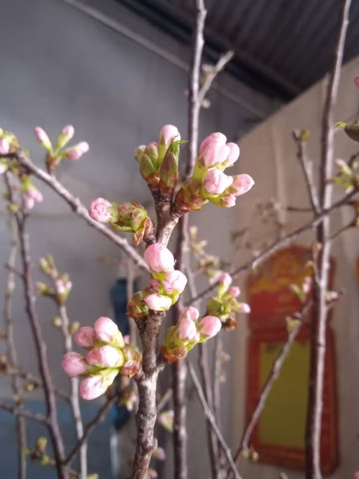 Mai anh đào có giá từ 90.000 - 110.000/bó (từ 7 - 10 cành). Ảnh: Facebook