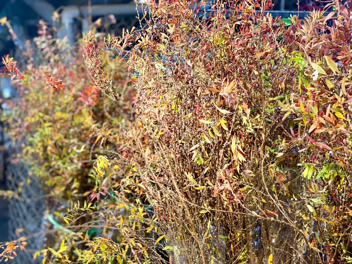 Xuất hiện cách đây vài năm nhưng đến nay tuyết mai vẫn chưa hết hot. Thị trường Tết năm nay rộ loại tuyết mai lá đỏ. Ảnh: Suckhoedoisong