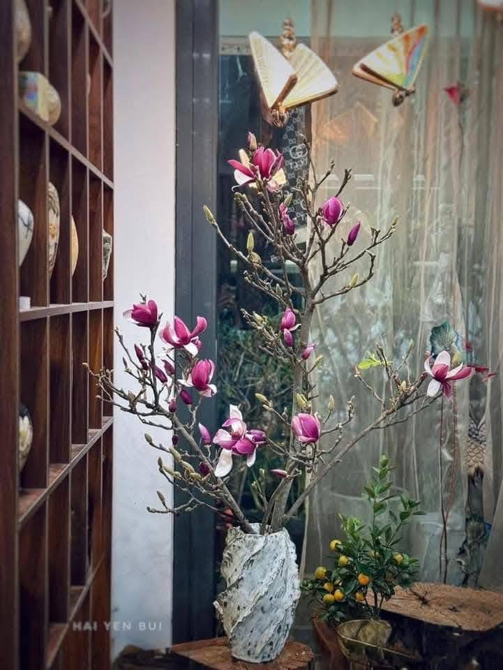 Giá mỗi cành mộc lan tùy thuộc vào độ to, nhỏ, dài ngắn, dao động từ 100.000 đồng cả triệu đồng. Ảnh: Facebook