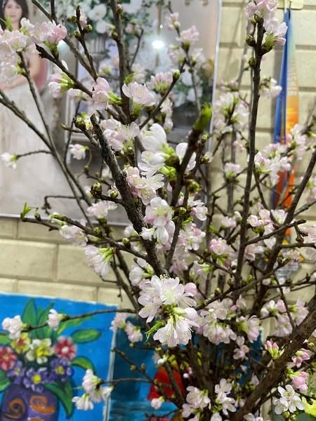 Hoa mai anh đào nhập từ Trung Quốc cũng được rao bán nhiều trên chợ mạng. Ảnh: Facebook