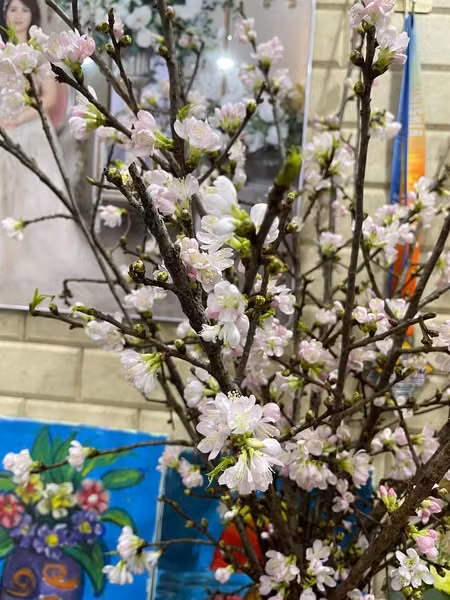 Hoa mai anh đào nhập từ Trung Quốc cũng được rao bán nhiều trên chợ mạng. Ảnh: Facebook