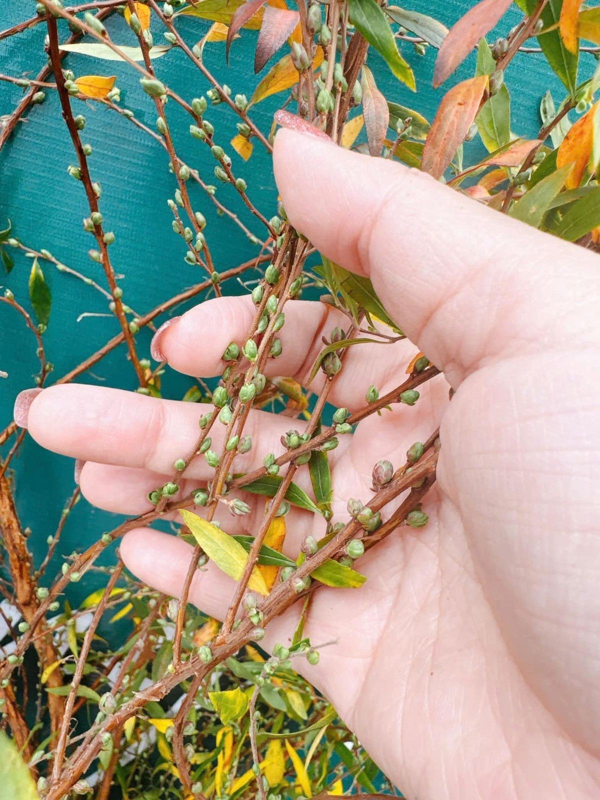 Những cành tuyết mai lá đỏ chi chít nụ, giá dao động từ 50.000 - 120.000 đồng/bó, tùy loại. Ảnh: Facebook