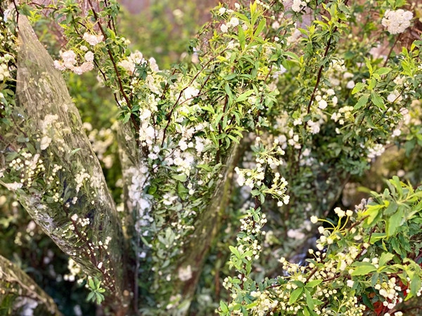 Tiểu tú cầu giá hơn 100.000 đồng/bó, tùy loại và thích thước. Ảnh: Suckhoedoisong