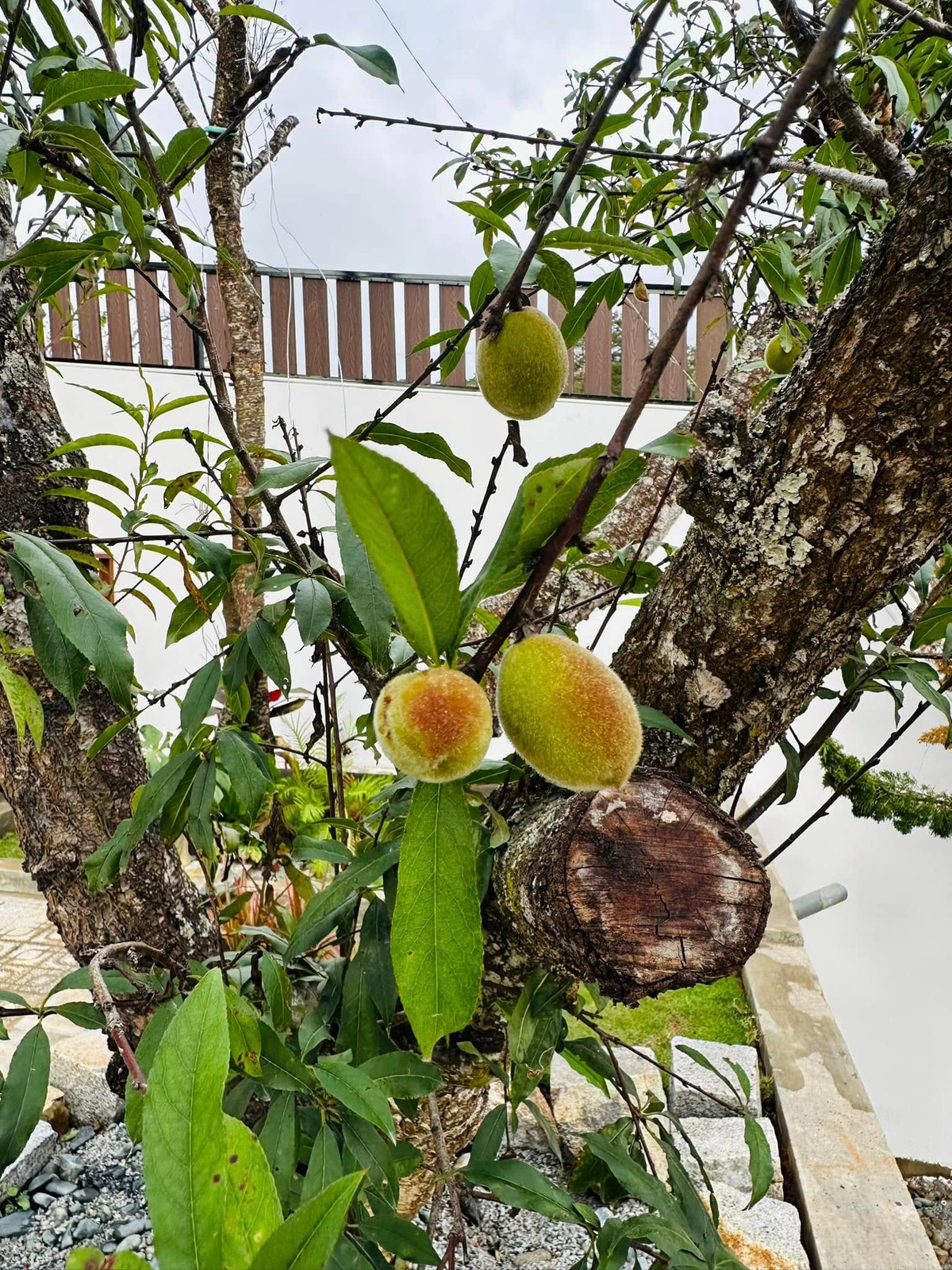 Đào cho trái to. Ảnh: FB Bùi Đại Nghĩa