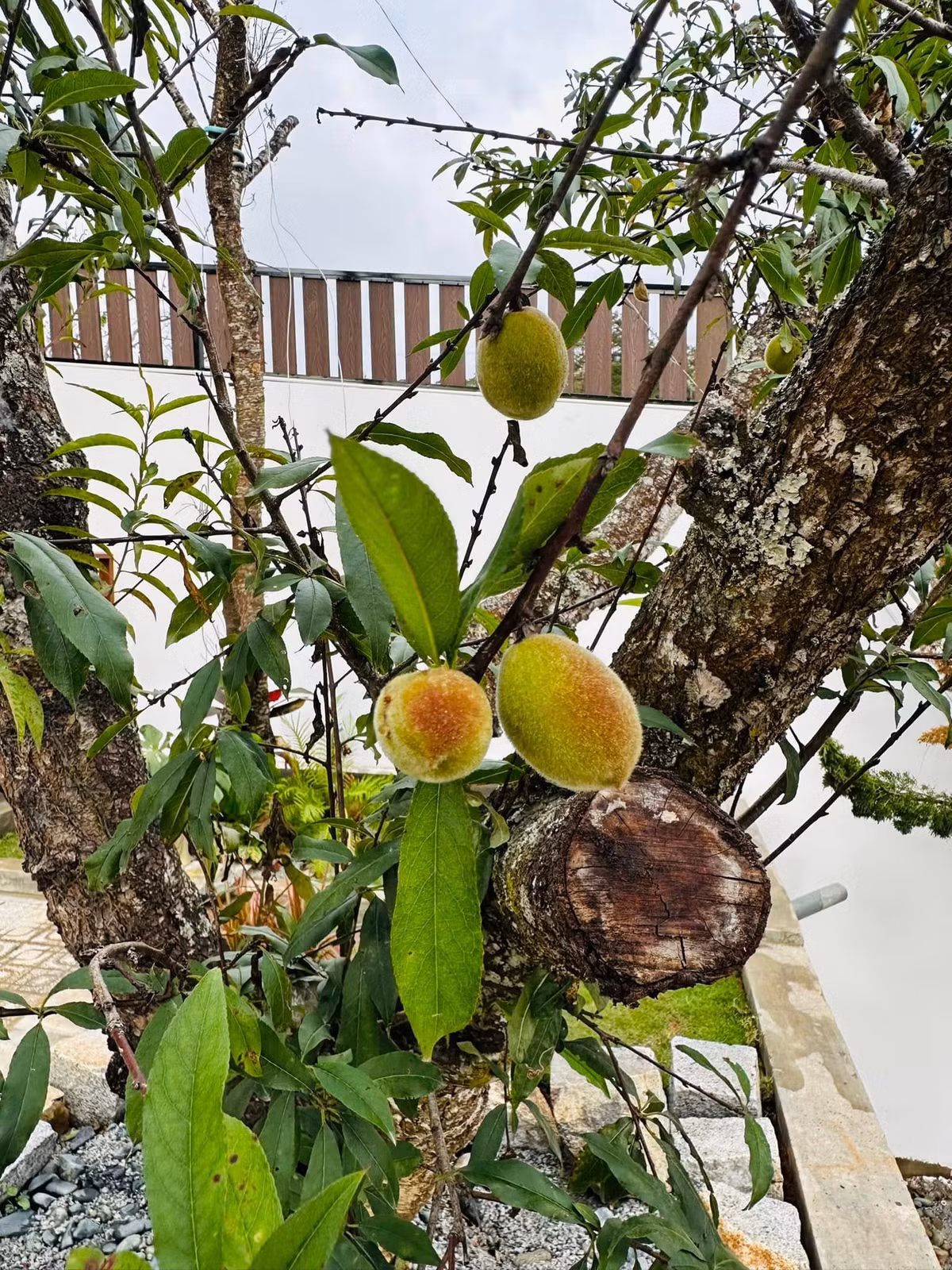 Đào cho trái to. Ảnh: FB Bùi Đại Nghĩa