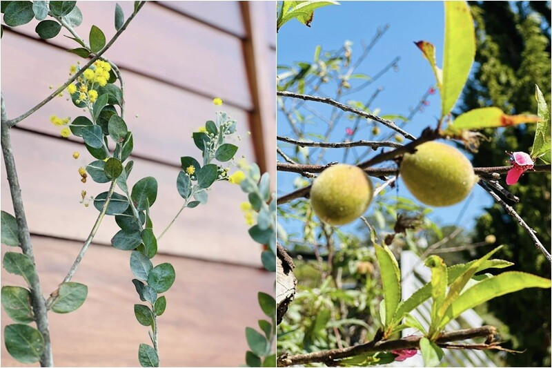 Góc vườn nhỏ với trắc bách diệp, cây đào, dương xỉ và các loại hoa cỏ nhỏ mọc xen kẽ...Ảnh: FB Bùi Đại Nghĩa