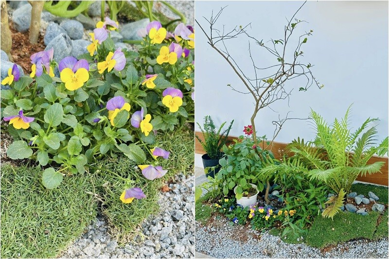 Không gian xanh đầy sức sống với nhiều loại cây cỏ, hoa lá khác nhau. Ảnh: FB Bùi Đại Nghĩa