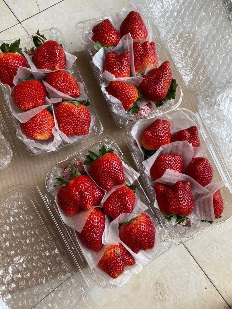 Theo người bán, dâu tây Sơn La đang vào chính vụ nên quả tươi rói, căng bóng và đỏ mọng. Ảnh: FB Vũ Thị Mai Loan