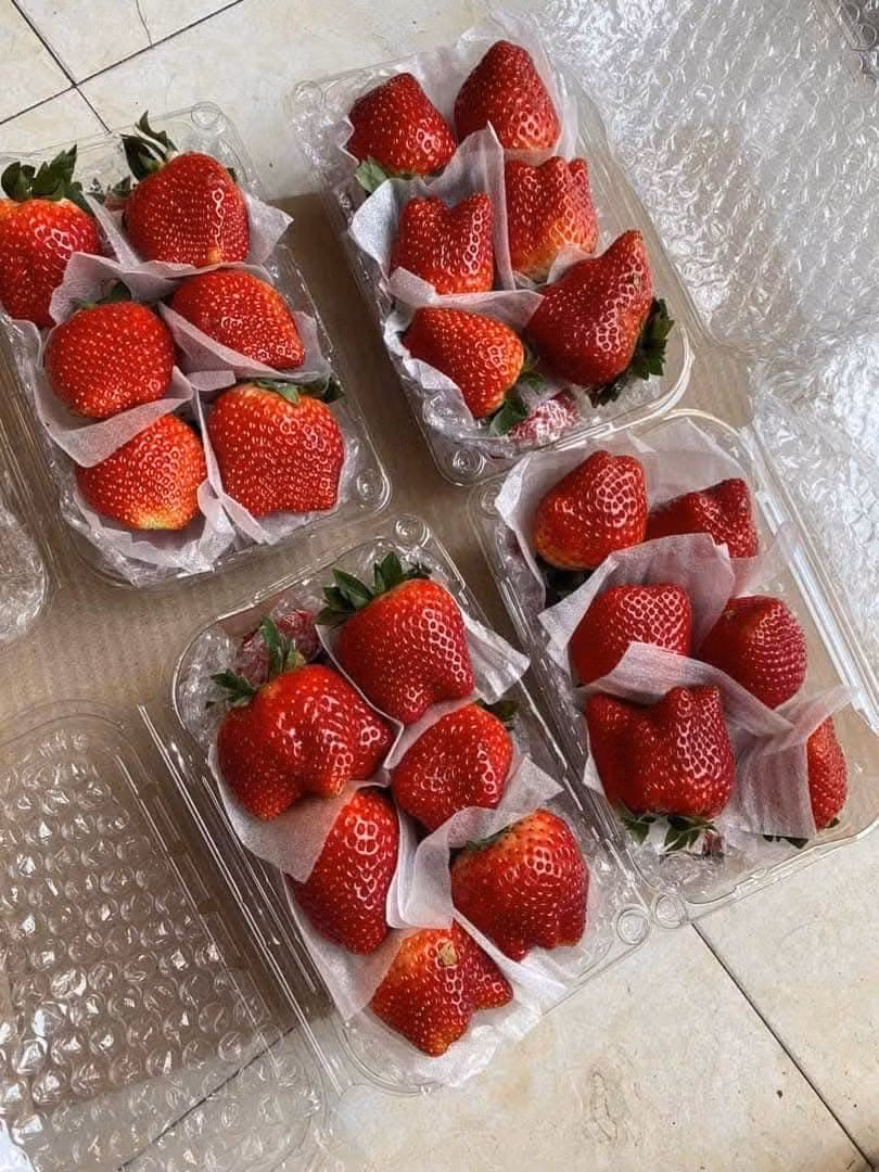 Theo người bán, dâu tây Sơn La đang vào chính vụ nên quả tươi rói, căng bóng và đỏ mọng. Ảnh: FB Vũ Thị Mai Loan