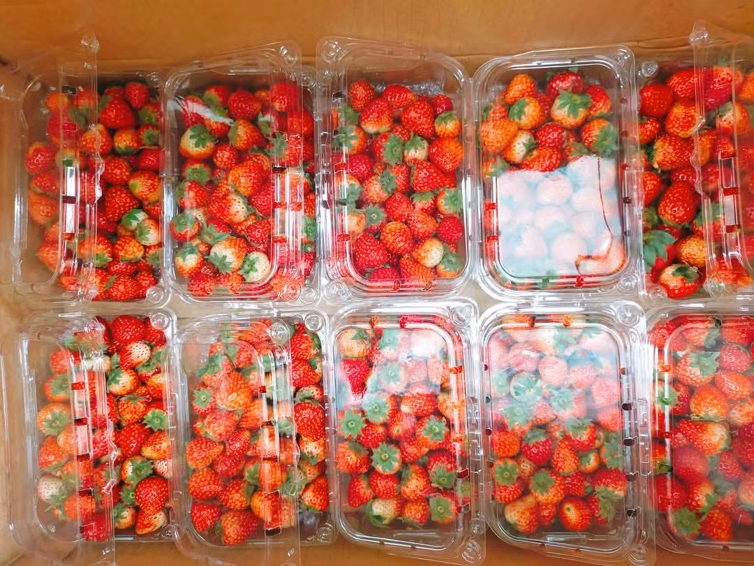 Những ngày gần đây, dâu tây Sơn La được rao bán nhiều khắp các chợ dân sinh tại Hà Nội và chợ online. Ảnh: FB Thảo Hiền