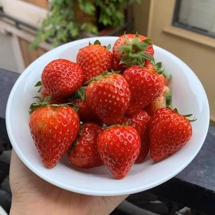 Đáng chú ý, giá dâu tây từ mức cao ngất ngưởng đã giảm sâu. Theo đó, thời điểm trước Tết Nguyên đán, giá dâu bi lên tới 180.000 đồng/kg, nhưng nay chỉ còn 75.000 đồng/kg; dâu bi to giá cũng giảm một nửa, còn 95.000 đồng/kg; dâu to giá 120.000 đồng/kg. Ảnh: FB Thảo Hiền