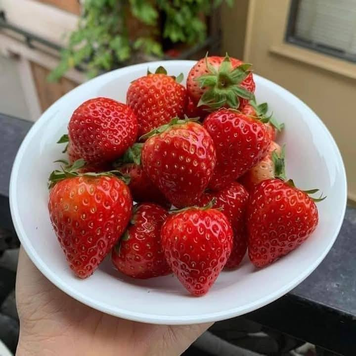 Đáng chú ý, giá dâu tây từ mức cao ngất ngưởng đã giảm sâu. Theo đó, thời điểm trước Tết Nguyên đán, giá dâu bi lên tới 180.000 đồng/kg, nhưng nay chỉ còn 75.000 đồng/kg; dâu bi to giá cũng giảm một nửa, còn 95.000 đồng/kg; dâu to giá 120.000 đồng/kg. Ảnh: FB Thảo Hiền