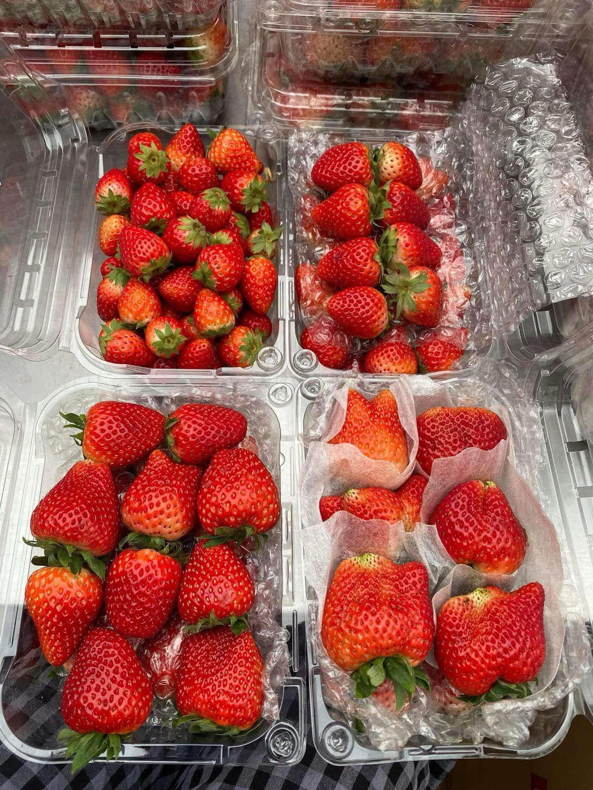 Đặc biệt, dâu tây Sơn La loại Vip trước Tết giá lên tới 500.000-700.000 đồng/kg, nay giảm mạnh còn 160.000 đồng/kg. Ảnh: FB Lan Nguyễn Thỵ