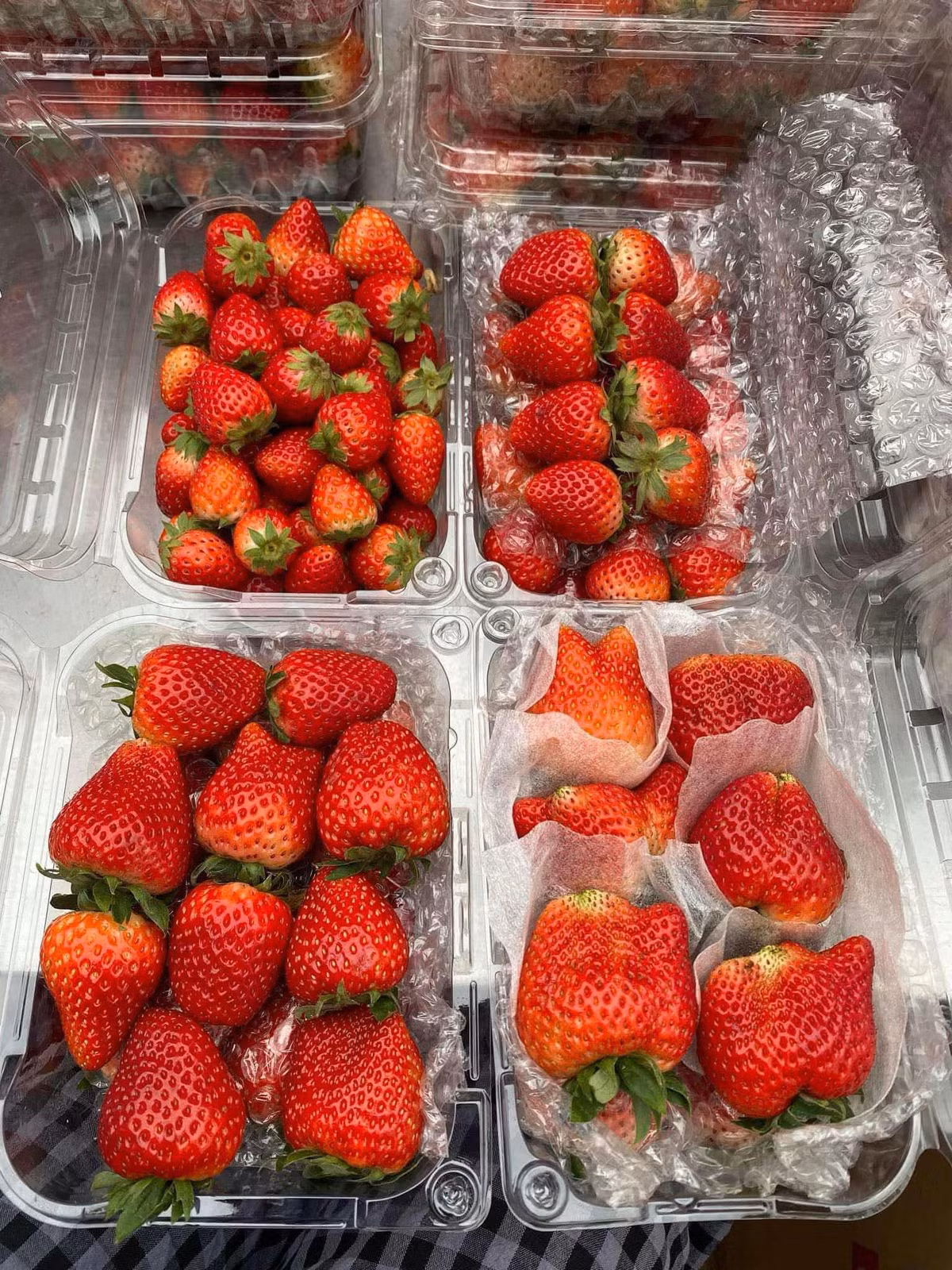 Đặc biệt, dâu tây Sơn La loại Vip trước Tết giá lên tới 500.000-700.000 đồng/kg, nay giảm mạnh còn 160.000 đồng/kg. Ảnh: FB Lan Nguyễn Thỵ