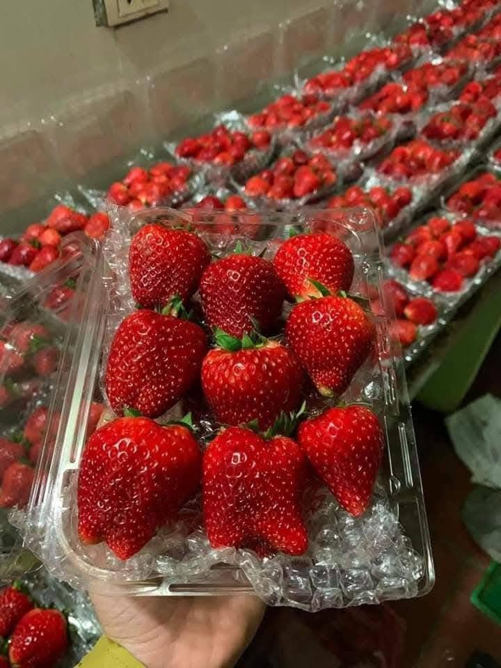 Chị Thảo (một người bán hoa quả tại Hà Đông, Hà Nội) cho biết, giá dâu tây rẻ nên khách hàng thường mua 2 - 3 kg, thậm chí có khách mua 5kg mỗi lần. Ảnh: FB Phuong Linh