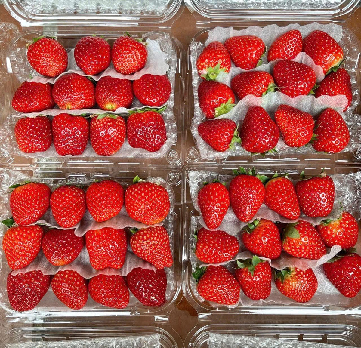 Thời gian trước dâu tây còn đắt nên mỗi ngày chị Thảo chỉ bán được vài cân. Tuy nhiên, mấy ngày nay, khách đặt dâu tây nhiều hơn, có ngày chị Thảo bán được vài chục kg. Ảnh: FB Phuong Linh