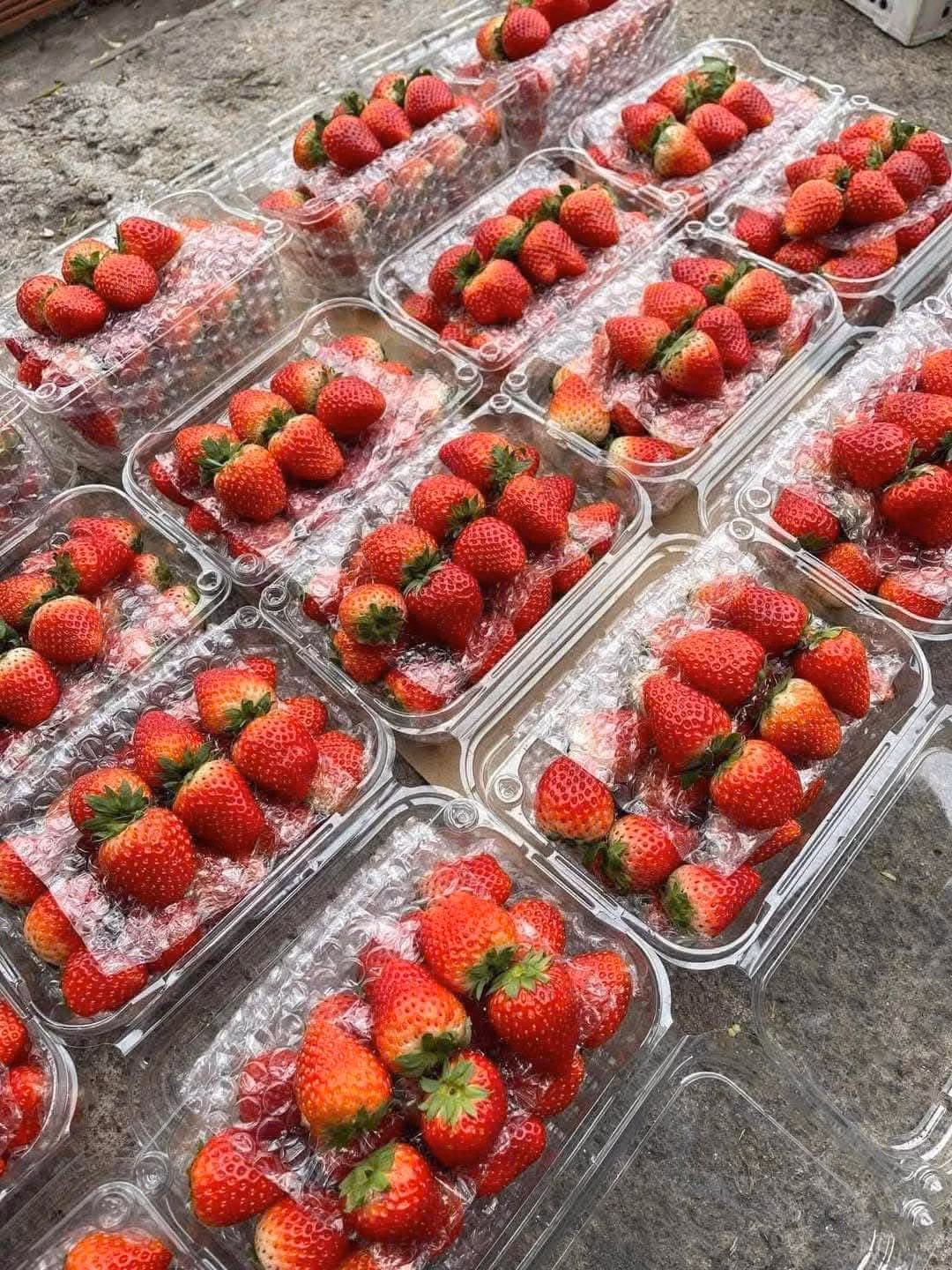 Dâu tây được chia theo size các khau nhau như hàng loại Vip, loại to, cỡ vừa, dâu bi to, dâu bi nhỏ và được đóng hộp 0,5kg. Ảnh: FB Dung Nguyễn