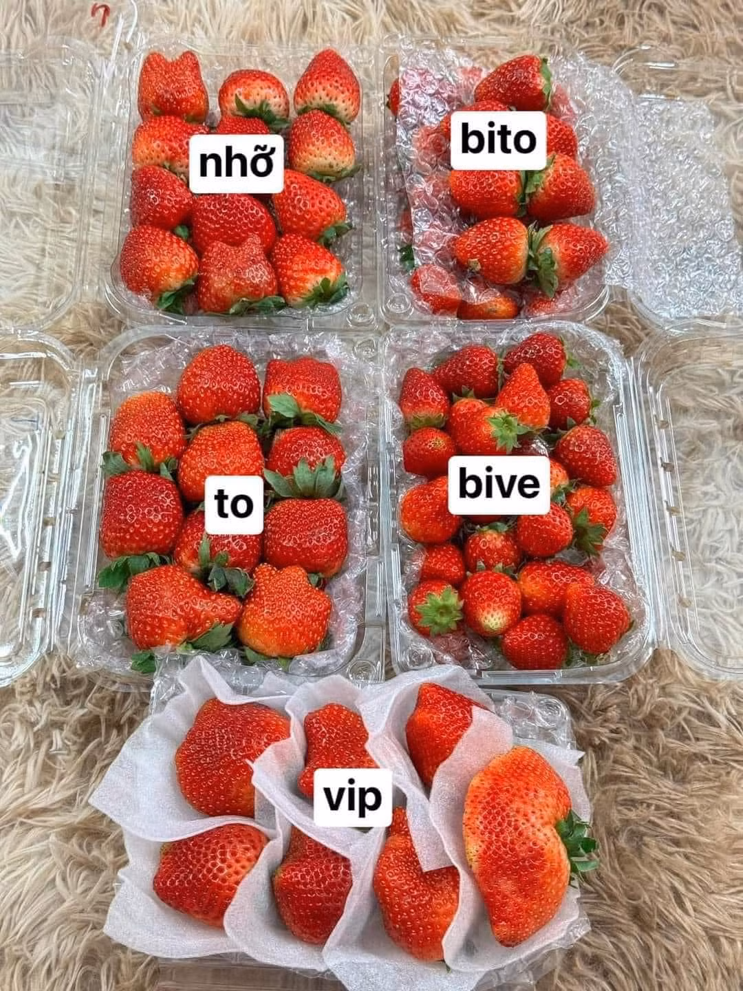 Dâu tây Sơn La được ưa chuộng do canh tác theo đúng tiêu chuẩn VietGAP, khí hậu thuận lợi nên dâu giòn, ngọt và thơm hơn vùng khác. Ảnh: Facebook