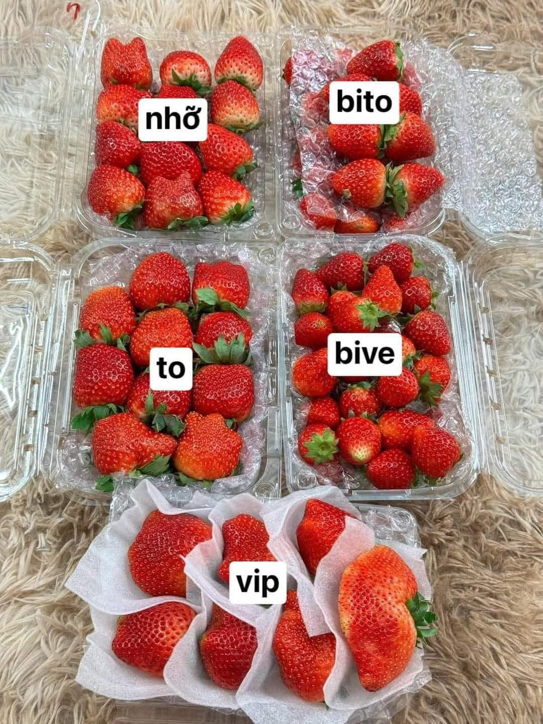 Dâu tây Sơn La được ưa chuộng do canh tác theo đúng tiêu chuẩn VietGAP, khí hậu thuận lợi nên dâu giòn, ngọt và thơm hơn vùng khác. Ảnh: Facebook