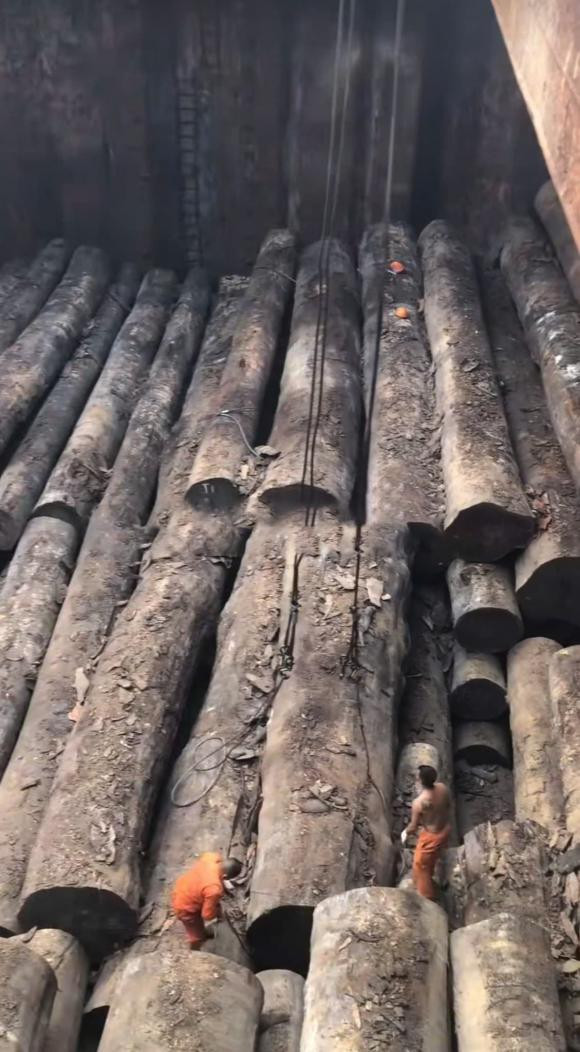 Theo tiết lộ của người đăng, đây là gỗ lim Nam Phi được nhập cảng. Tính sơ sơ mỗi khúc lim đường kính khoảng 1,7m, dài 7m, chừng 14m3 thì áng chừng mỗi cục khoảng 200 triệu. Ảnh: Thương Hiệu và Pháp Luật